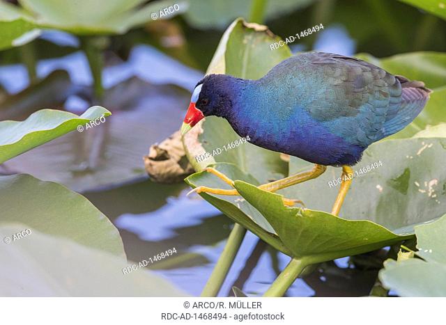 Purple gallinule, Florida, Everglades, Porphyrio martinicus