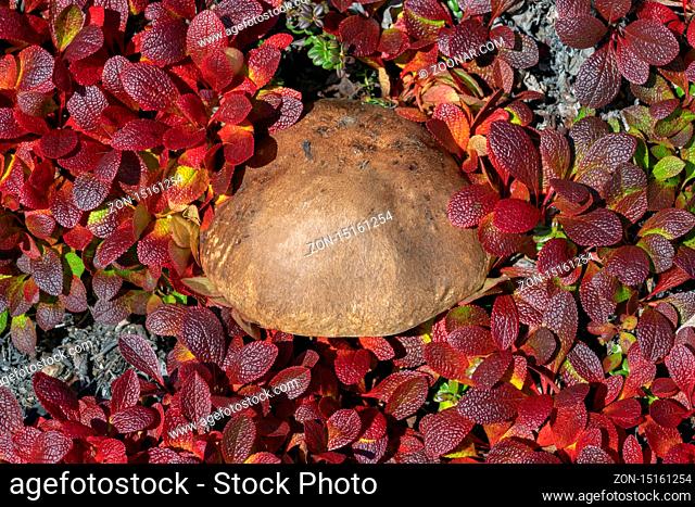 Growing wild edible mushroom Leccinum scabrum surrounded by dark red creeping deciduous shrub Arctostaphylos alpina in autumn dress in sunny weather