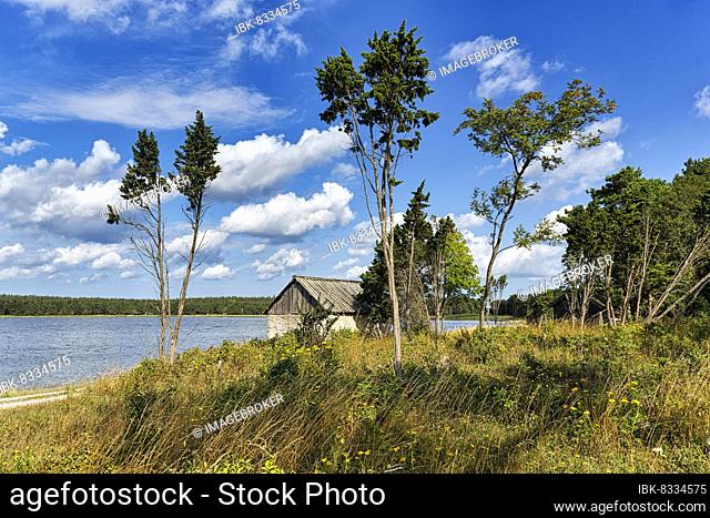 Trees shaped by the wind in the summer, wind fugitives and old fishermen's hut on the coast, typical landscape, north-east of the island of Gotland, Baltic Sea