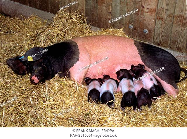 """""Berta"" the Swabian-Hall mother sow suckling her piglets at Hellabrunn Zoo in Munich, Germany, on 21 March 1997. | usage worldwide