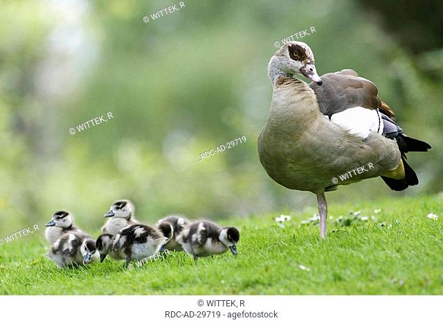 Egyptian Goose with goslings Alopochen aegyptiacus