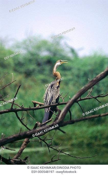 Bird , Indian snakebird or darter Anhinga rufa sitting on tree