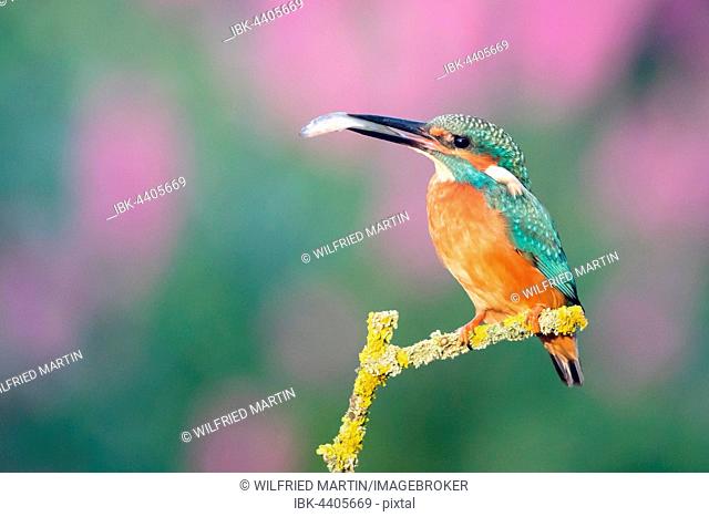 Perched kingfisher (Alcedo atthis) with fish, Hesse, Germany