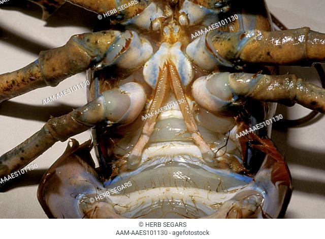 No. American Lobster (Homarus americanus) Female