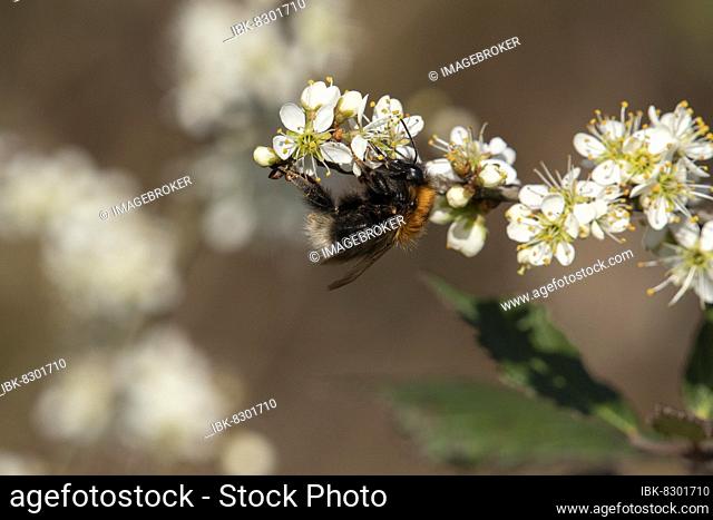 Tree bumblebee (Bombus hypnorum), blackthorn (Prunus spinosa), Canton Baselland, Switzerland, Europe