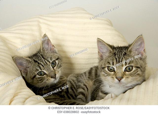 Two cute young kittens in a bed on a white background