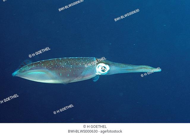 Caribbean reef squid, Atlantic oval squid Sepioteuthis sepioidea