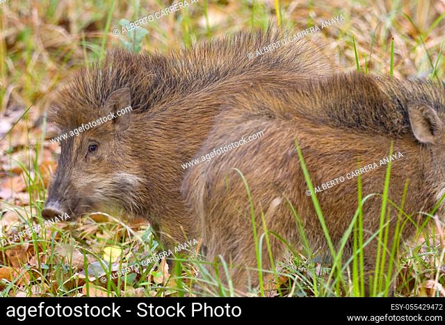 Eurasian Wild Boar, Sus scrofa, Royal Bardia National Park, Bardiya National Park, Nepal, Asia