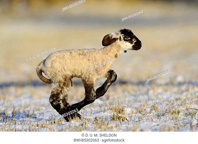 domestic sheep (Ovis ammon f. aries), lamb romping around
