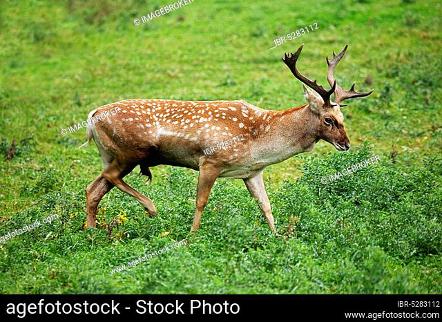 Persian fallow deer, dama mesopotamica, male