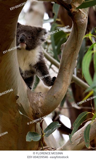 Baby Koala, Curious Peek