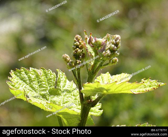Grape flower with fresh, inflorescence of grapevine budding, noble grapevine, true grapevine (Vitis vinifera subsp. vinifera)