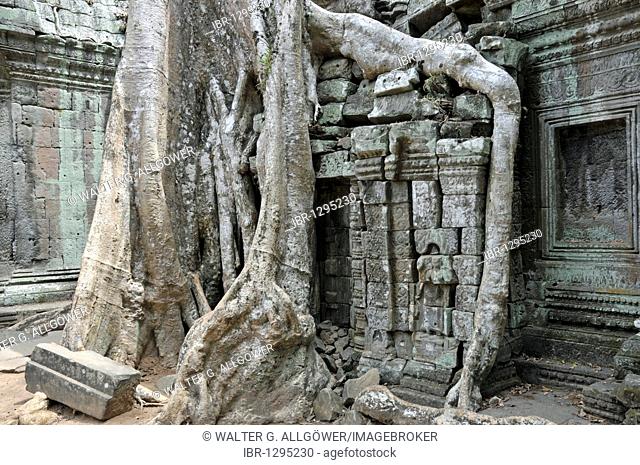Tetrameles tree (Tetrameles nudiflora), tree's roots overgrowing the ruins of the temple complex of Ta Prohm, Angkor Thom, UNESCO World Heritage Site, Siem Reap
