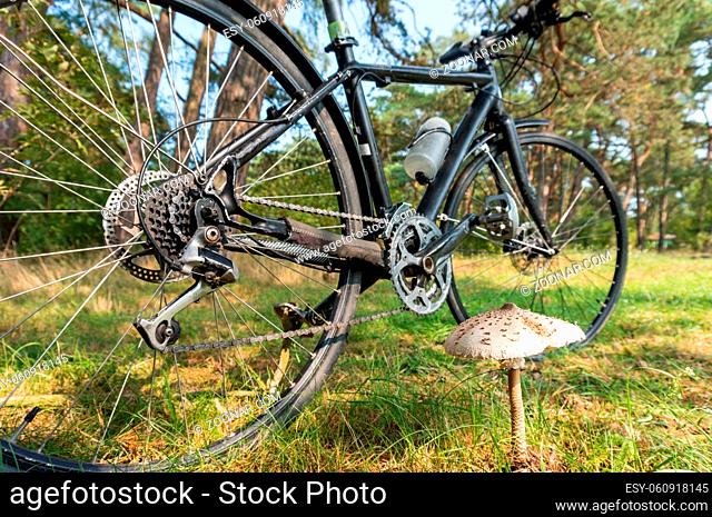 Bicycle in the woods. Cycling through the woods. Gathering mushrooms in the woods. Bicycle in the woods