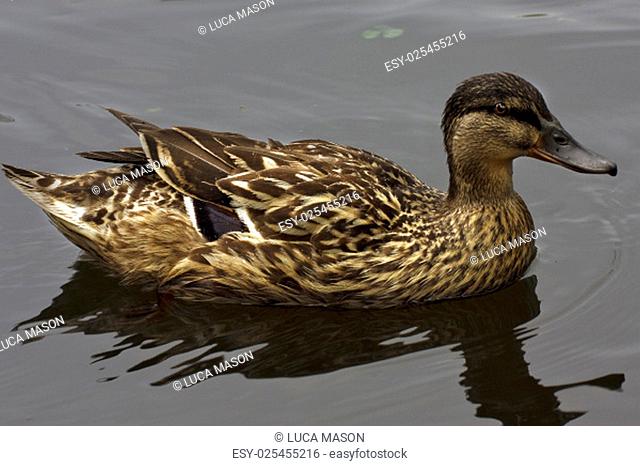 a brown duck in the gray lake