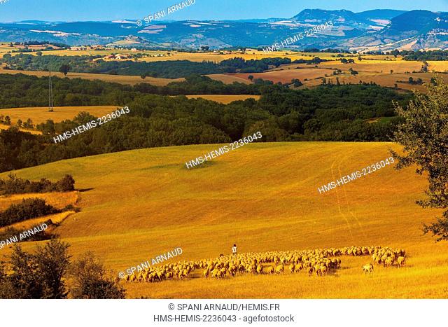 France, Aveyron, Parc Naturel Regional des Grands Causses (Natural regional park of Grands Causses), Berger and his flock of sheep in the vastness of the...