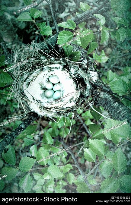 Birds nests guide. Cozy Arctic redpoll (Acanthis hornemanni) white nest in birch tree among the scale lichen. The nesting hollow is lined with partridge...
