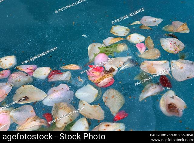 12 August 2023, Bavaria, Sommerach: Petals floating on the water of a fountain. Photo: Karl-Josef Hildenbrand/dpa. - Sommerach/Bavaria/Germany