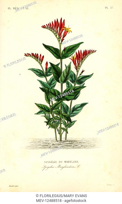 Indian pink or woodland pinkroot, Spigelia marilandica, Spigelia marylandica, Spigelie du Maryland. Handcoloured steel engraving by Debray after a botanical...
