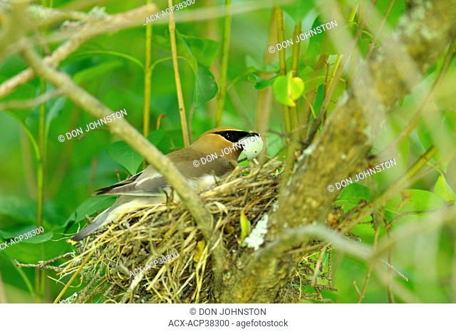 Cedar Waxwing Bombycilla cedrorum Female eating eggshell of newly hatched offspring in nest
