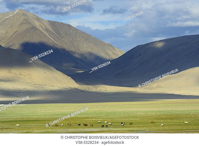 India, Jammu & Kashmir, Ladakh, Tso Kar lake surroundings