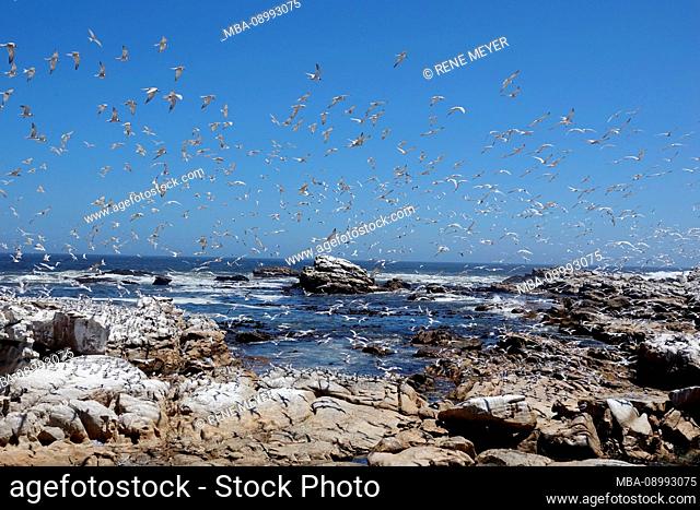 South Africa, Lamberts Bay, Bird Island, birds in flight