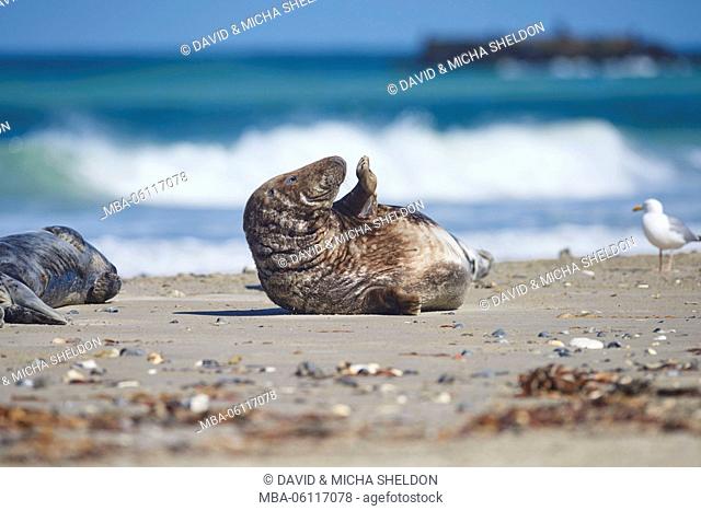 European seal, Phoca vitulina vitulina, side view, lie, beach, dune, Helgoland