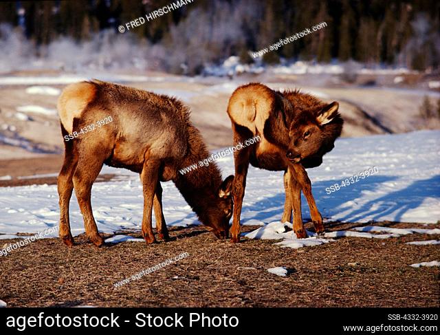 USA, Wyoming, Yellowstone National Park, Upper Geyser Basin, Young elk on thermal ground
