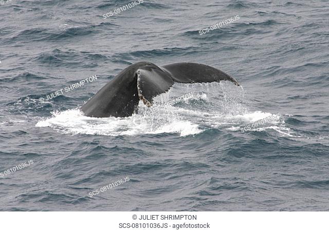 Humpback whale Megaptera novaeangliae fluking up to dive Antarctic Peninsula RR