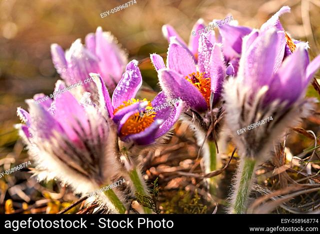 Close up photo - purple greater pasque flower - Pulsatilla grandis - wet from morning dew growing in dry grass