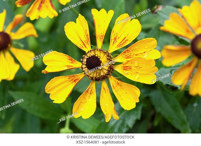A red speckled yellow Helenium blossom after a rain