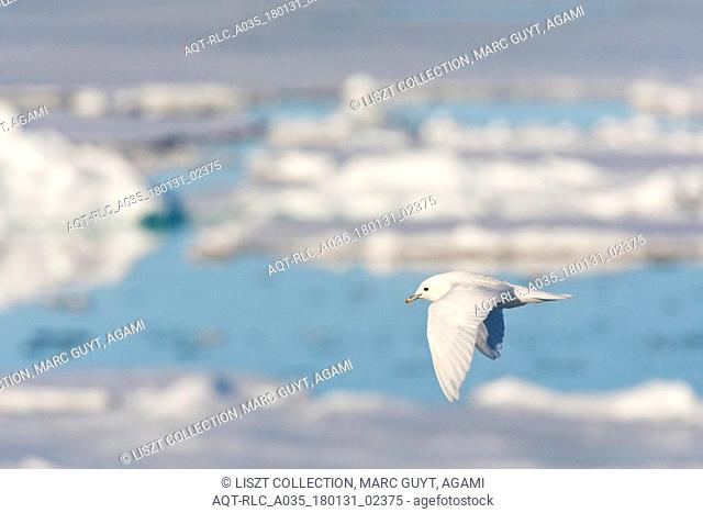 Ivory Gull adult flying above pack ice, Ivory Gull, Pagophila eburnea