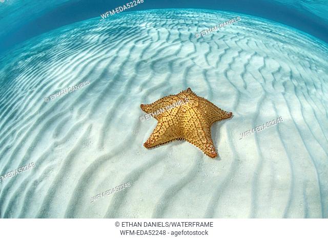 Starfish in Lagoon, Oreaster reticulatus, Turneffe Atoll, Caribbean, Belize