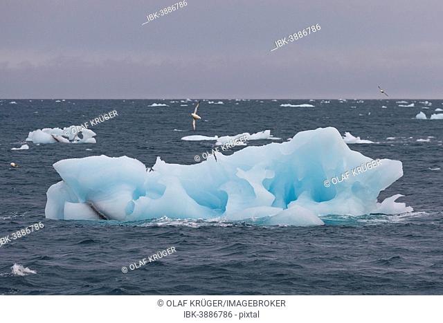 Icebergs floating on the sea off Nordaustlandet, Svalbard Archipelago, Svalbard and Jan Mayen, Norway