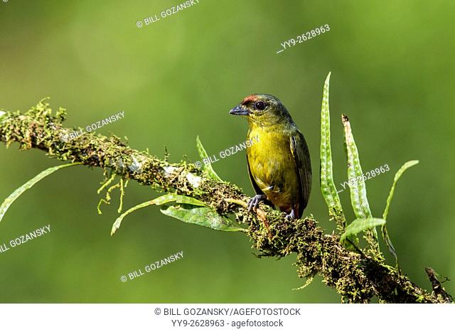 Olive-backed Euphonia (Female) - Boca Tapada, San Carlos, Costa Rica
