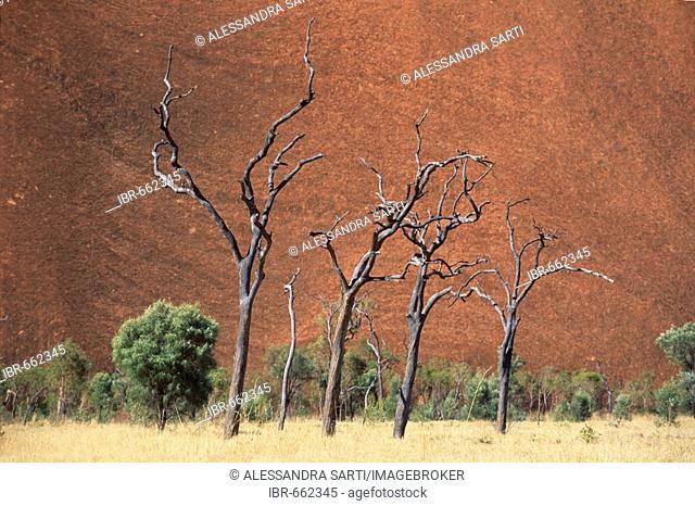 Dead trees in front of Ayers Rock, Uluru National Park, Northern Territory, Australia, Oceania