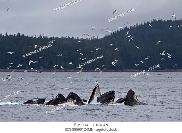 Adult humpback whales Megaptera novaeangliae co-operatively 'bubble-net' feeding along the west side of Chatham Strait in Southeast Alaska, USA Pacific Ocean