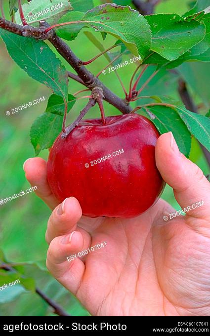Apfel ernten - apple harvest 04