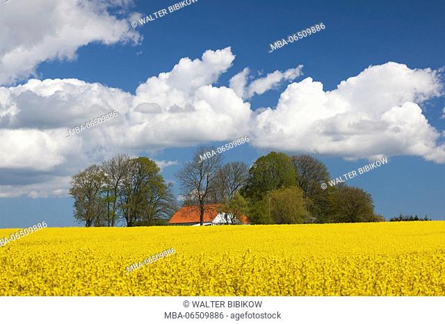Denmark, Jutland, Odum, rapeseed field, springtime