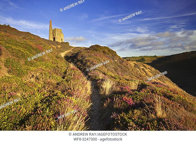 A footpath leading to Tywarnhayle Engine House near Porthtowan in Cornwall. The image was captured on an evening in late August when the heather and gorse was...