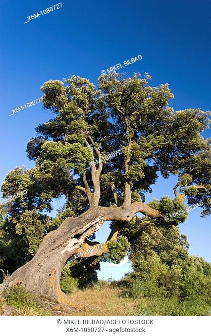 Holm Oak or Holly Oak Quercus ilex Eraul  Yerri village  Tierra-Estella county, Navarre, Spain, Europe