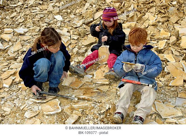 Eichstaett Eichstaett in the Altmuehltal Altmuehltal Upper Bavaria Germany children are collecting and searching for fossils in the Sollnhofner Kalkstein...