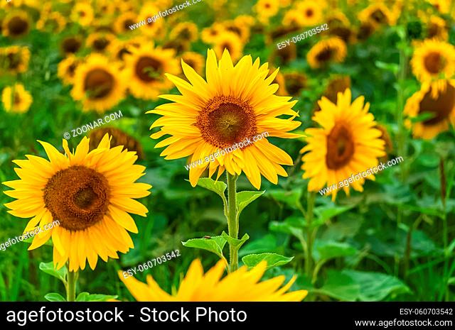 close up of sunflower on field
