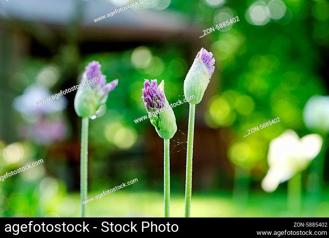 unexpanded decorative garlic flower buds covered with morning dew water drops