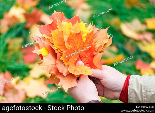 Autumn red maple leaves in hands in forest