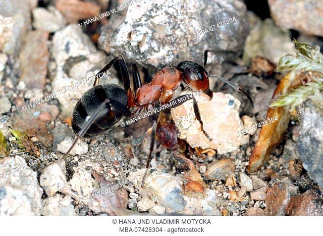 Worker ant of European Red Wood Ant (Formica polyctena) move stone to anthill
