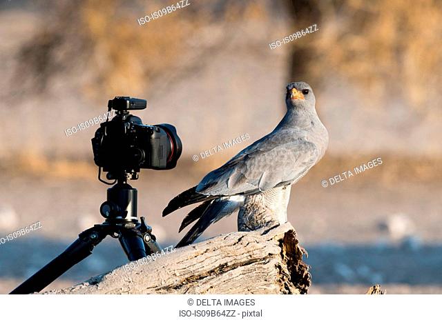 A pale chanting-goshawk (Melierax canorus), looking at a remote camera, Kalahari, Botswana, Africa
