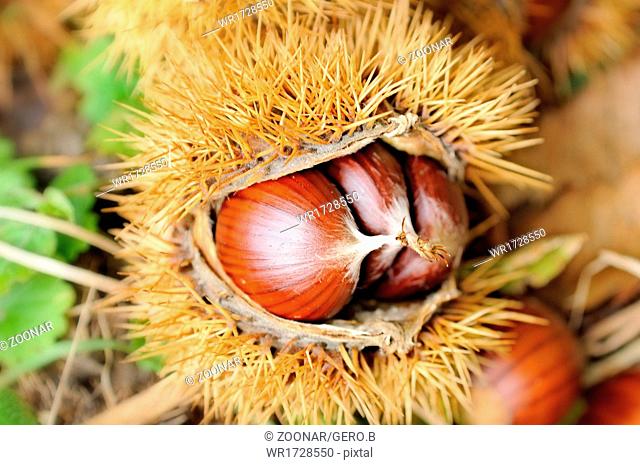in the fruit capsule chestnut