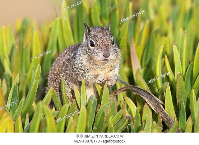 California Ground Squirrel (Spermophilus beecheyi). Lajolla cliffs in San Diego, California, USA in January