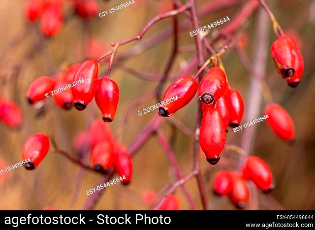 Briar, wild rose hip shrub in nature, autumn concept with fall color tone
